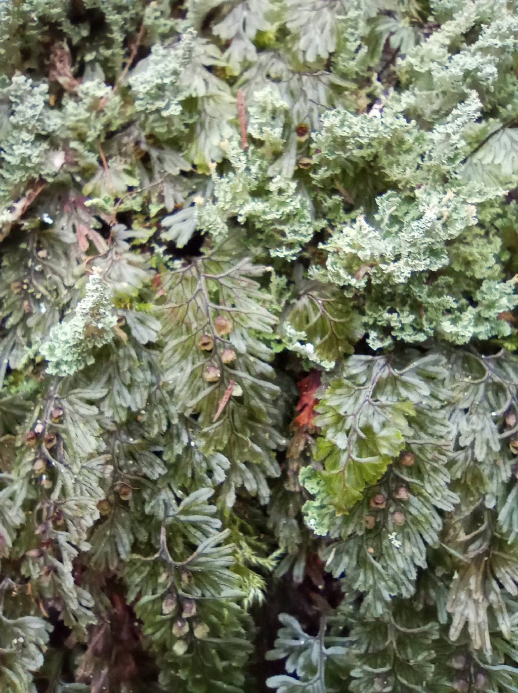 Hymenophyllum tunbrigense